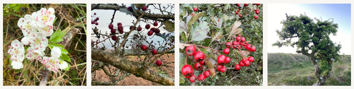 Hawthorn (Crataegus monogyna)