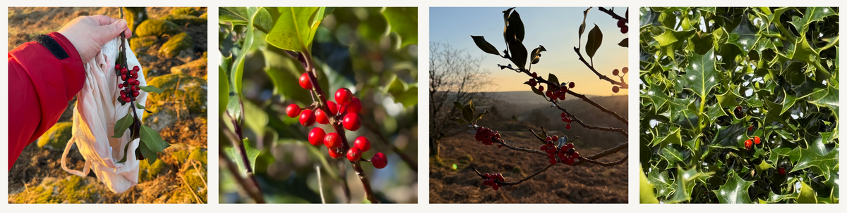 Holly (Ilex aquifolium)